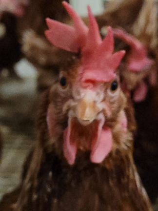 happy chicken