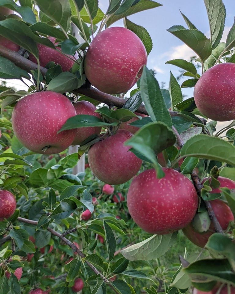U-Pick Apples