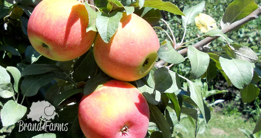 Apple tree