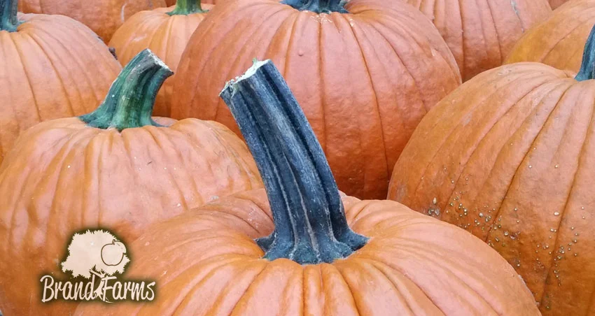 Pumpkin